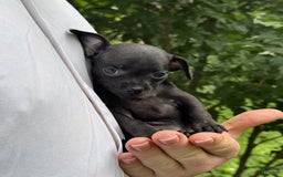 Chihuahua dogs for sale: Black Pearl - Image 10