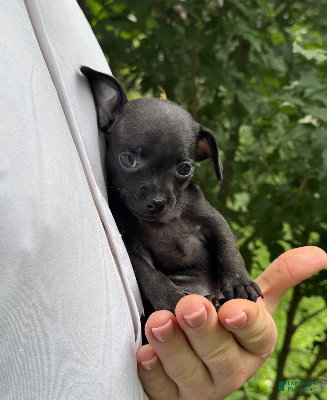 Chihuahua dogs for sale: Black Pearl - Image 10