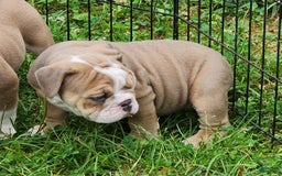 English Bulldog dogs for sale: Crushed Velvet - Image 3