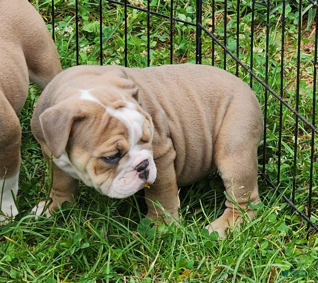 English Bulldog dogs for sale: Crushed Velvet - Image 3