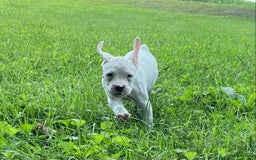 Boxer dogs for sale: Scott - Image 3