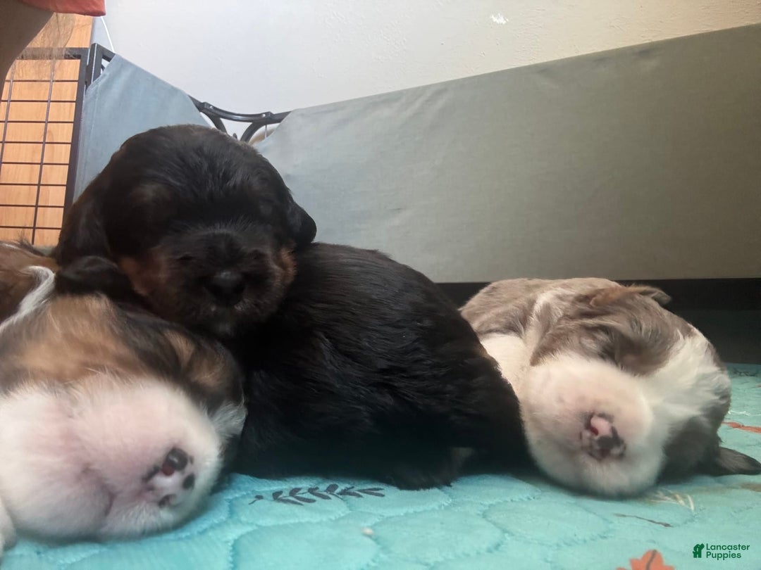 Bernedoodle dogs for sale: Dark Brown Sable Girl - Image 7
