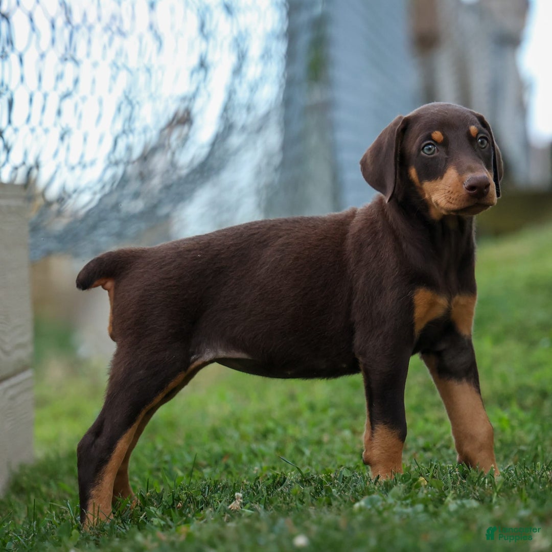 Doberman Pinscher dogs for sale: Dixie - Image 1