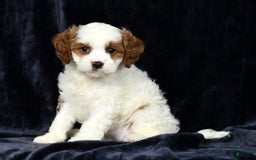 Cavapoo dogs for sale: Cavapoo 4 puppies - Image 2