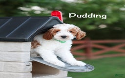 Standard Poodle dogs for sale: Pudding - Image 5