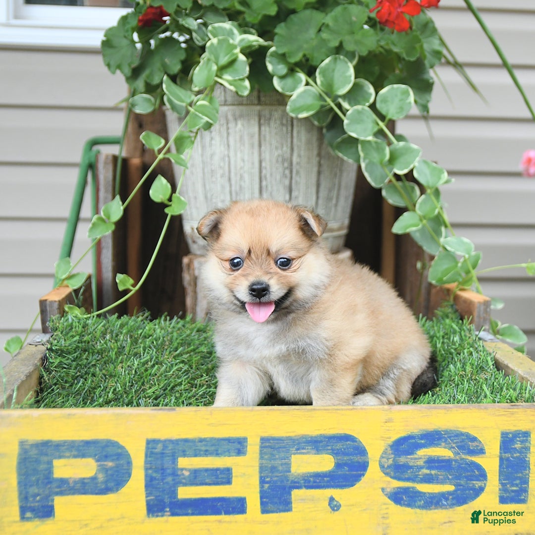 Pomeranian dogs for sale: Carmen - Image 4