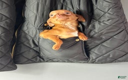 Chihuahua dogs for sale: Genny - Image 6