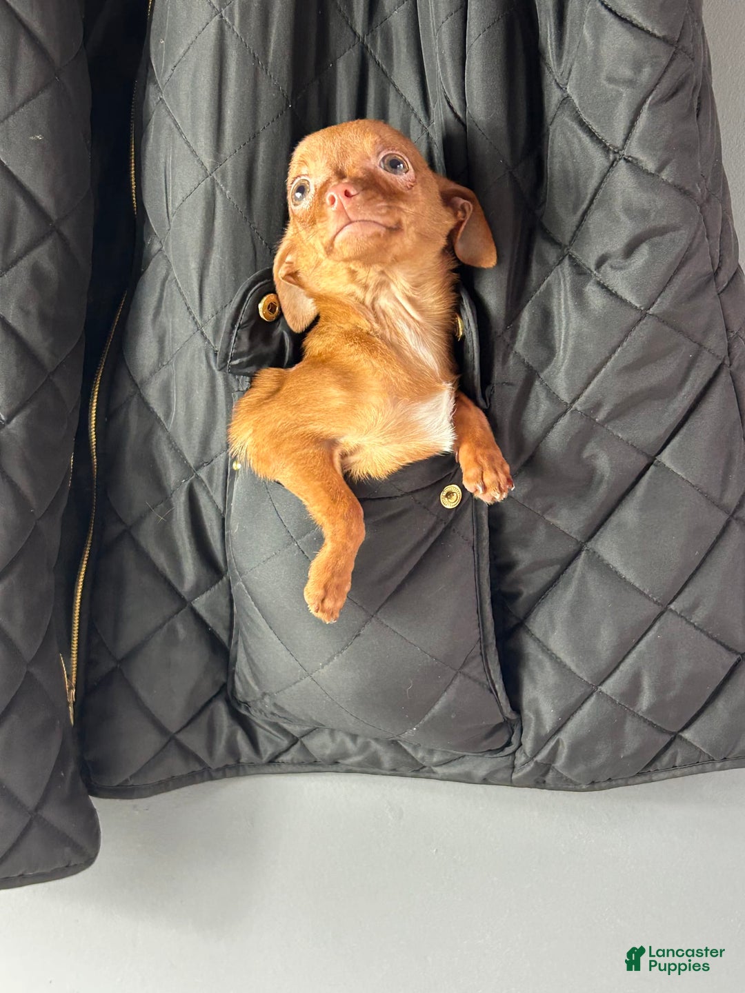 Chihuahua dogs for sale: Genny - Image 6