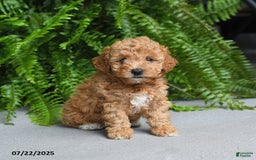 Miniature Poodle dogs for sale: Denver - Image 5