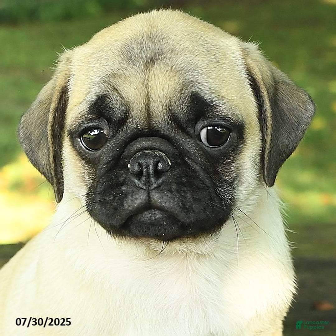 Pug dogs for sale: Jasper - Image 10