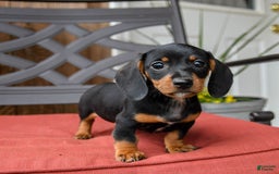 Miniature Dachshund dogs for sale: Boomer - Image 1