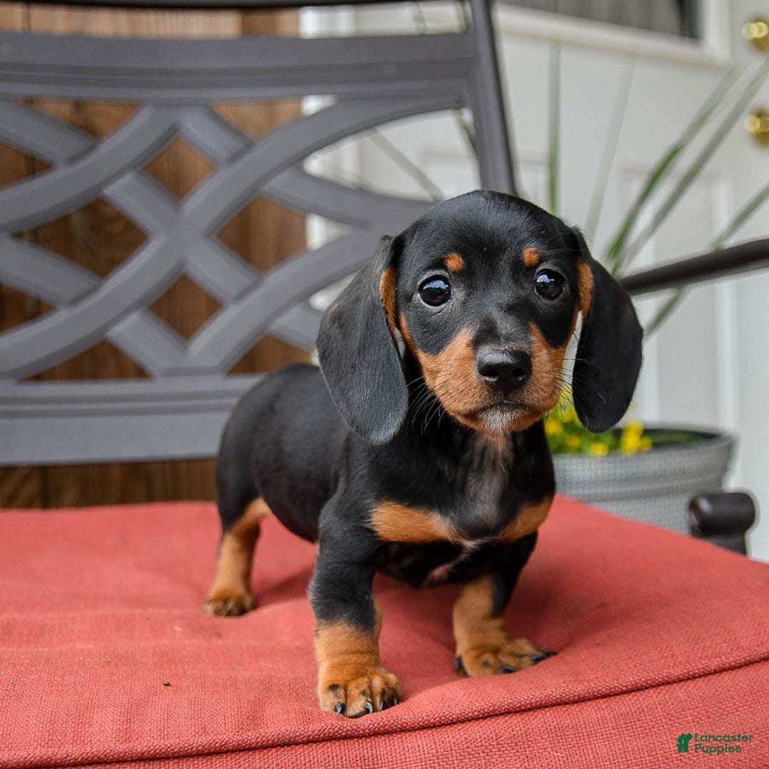 Miniature Dachshund dogs for sale: Boomer - Image 1