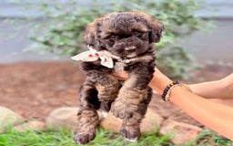 Bernedoodle dogs for sale: America - Image 1