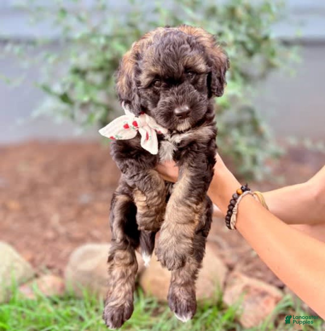 Bernedoodle dogs for sale: America - Image 1