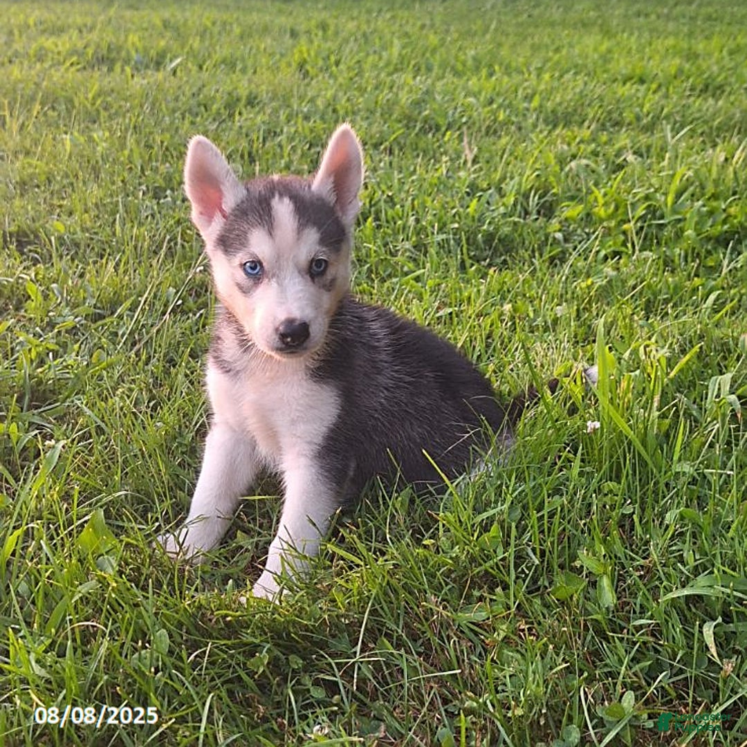 Gerberian Shepsky dogs for sale: Ace - Image 3