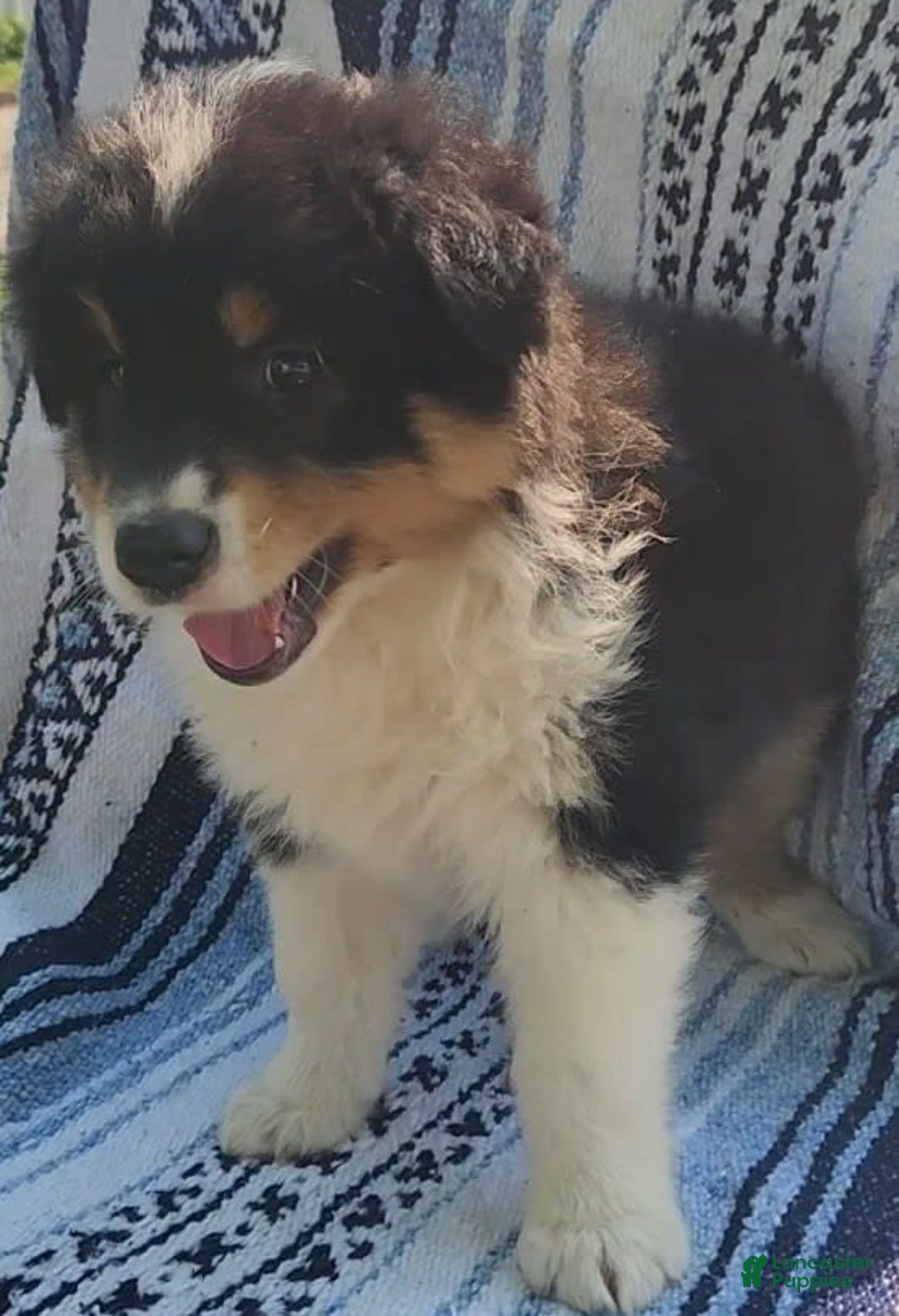 Australian Shepherd dogs for sale: Sasha - Image 5