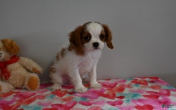 Cavalier King Charles Spaniel dogs for sale: Puddles - Image 3
