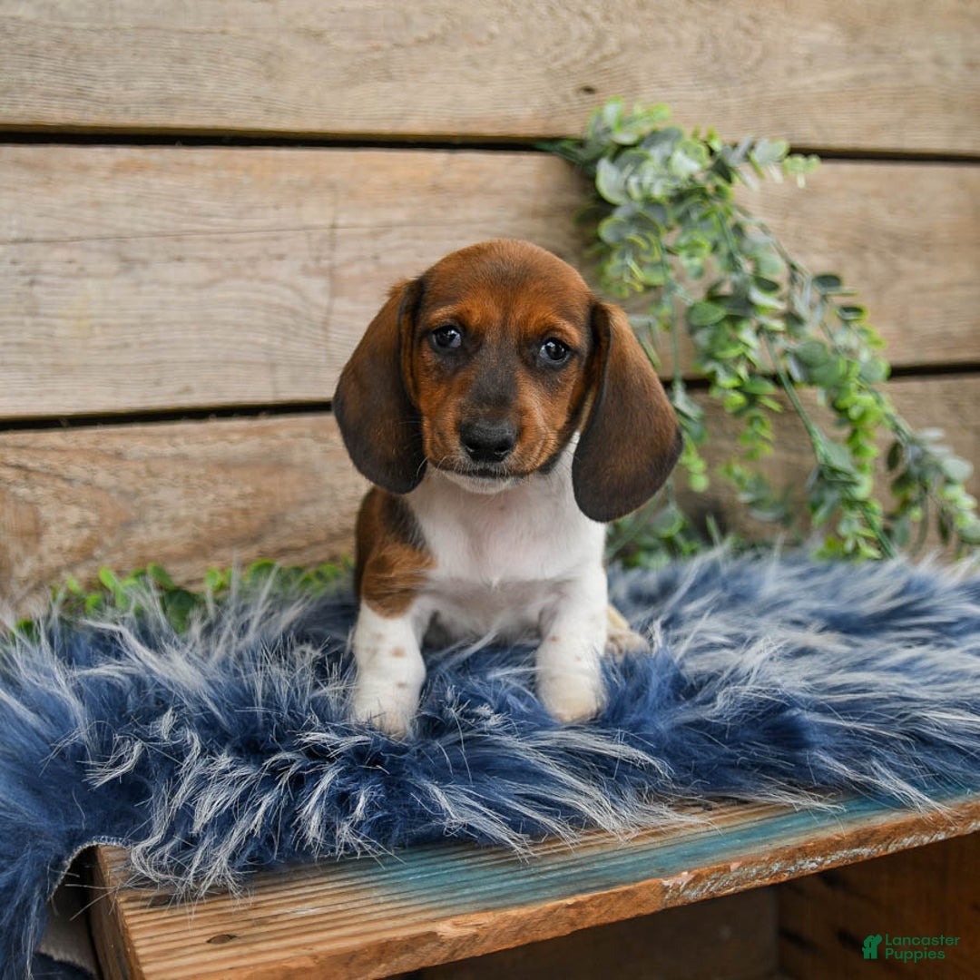 Dachshund dogs for sale: Cream Puff - Image 10