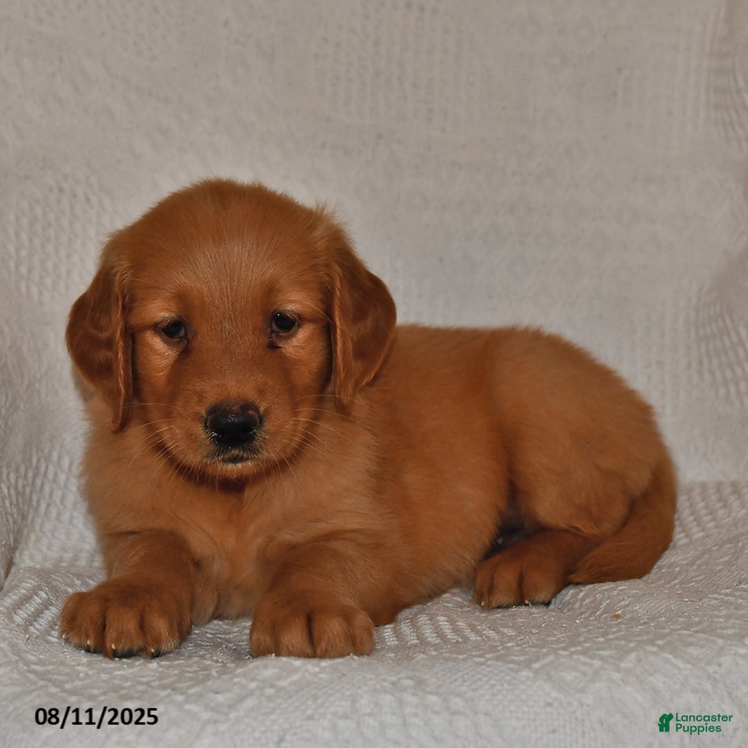 Golden Retriever dogs for sale: Golden Retriever 11 puppies - Image 11