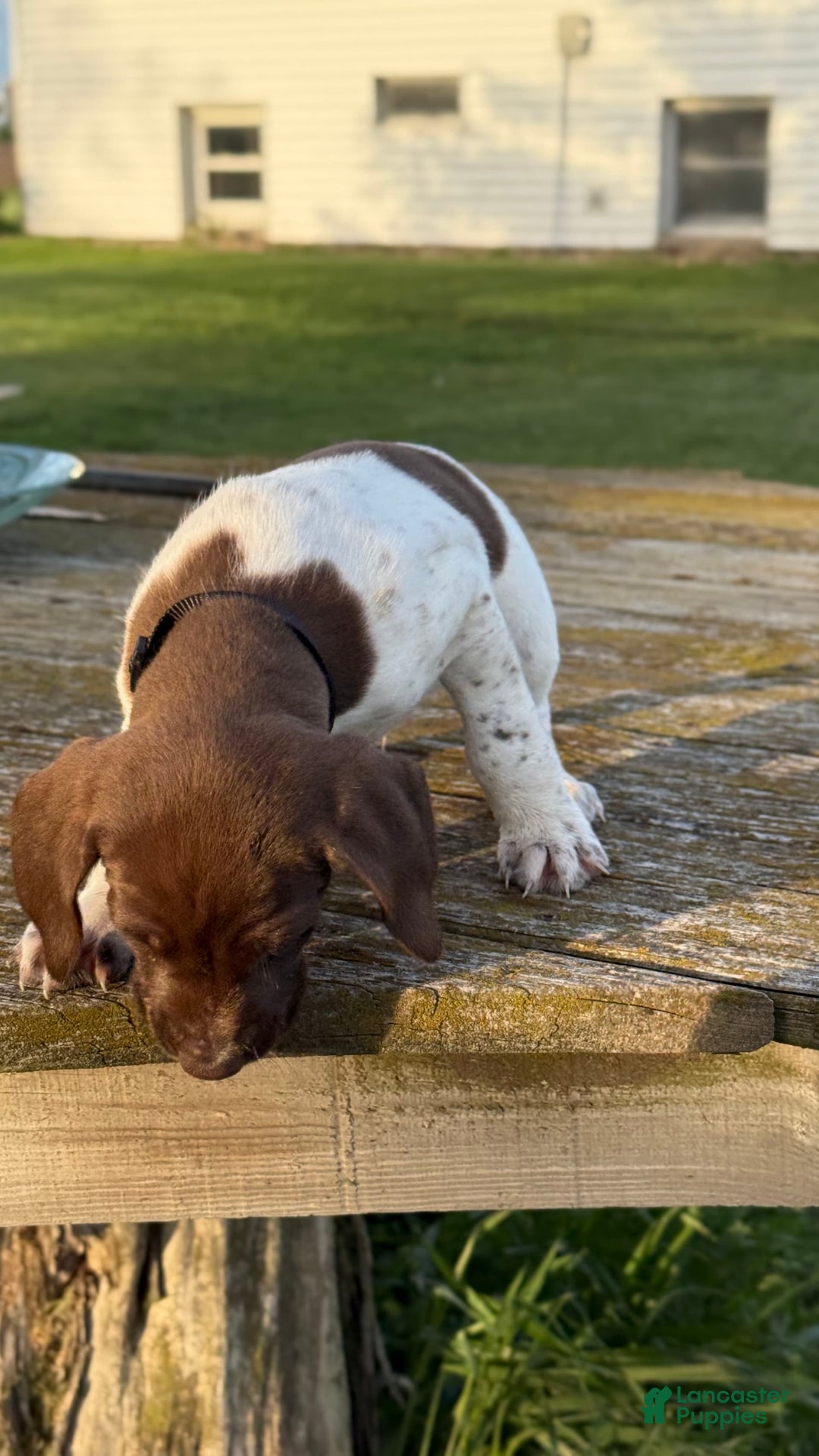 German Shorthaired Pointer dogs for sale: Remmy - Image 1