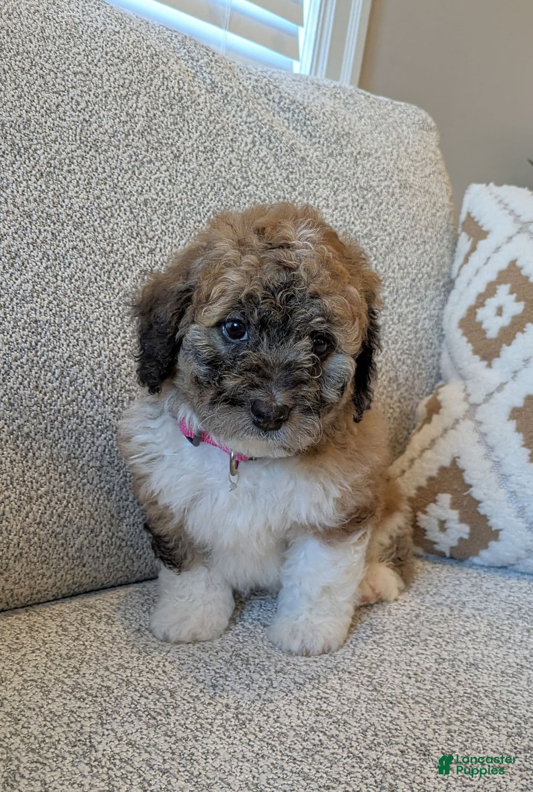 Saint Berdoodles dogs for sale: Frankie Mini Saint Berdoodle - Image 2