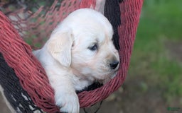 Golden Retriever dogs for sale: Sage - Image 3