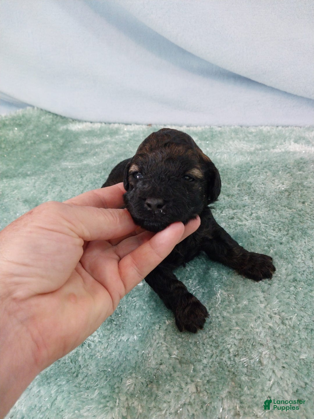 Toy Poodle dogs for sale: Kody - Image 4