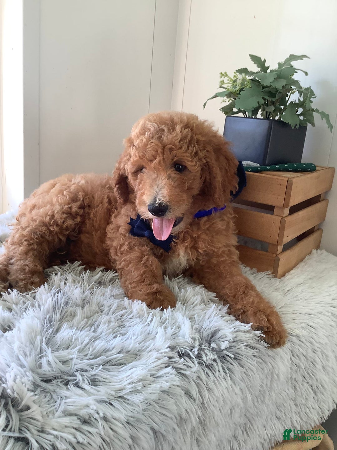 Goldendoodle dogs for sale: Kobe F2b - Image 10