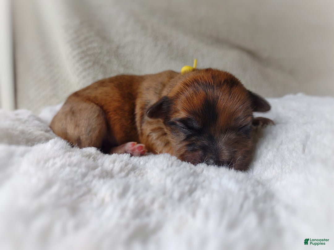 Morkie dogs for sale: Rare Gold Merle Beetle - Image 23