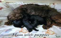 Yorkshire Terrier dogs for sale: Elliot - Image 5