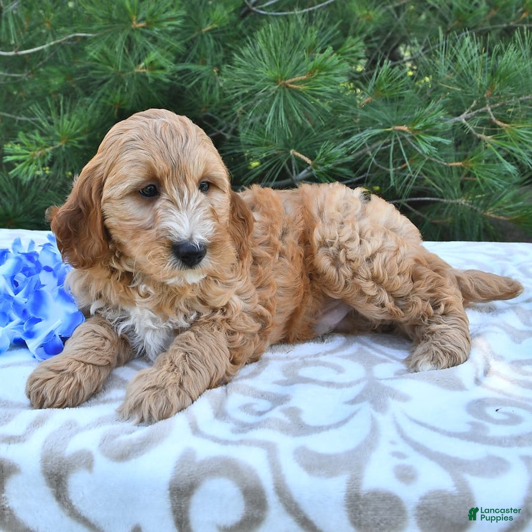 Mini Goldendoodle dogs for sale: Dancer - Image 12
