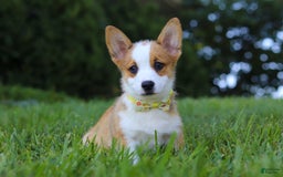 Welsh Corgi Pembroke dogs for sale: Loki - Image 5