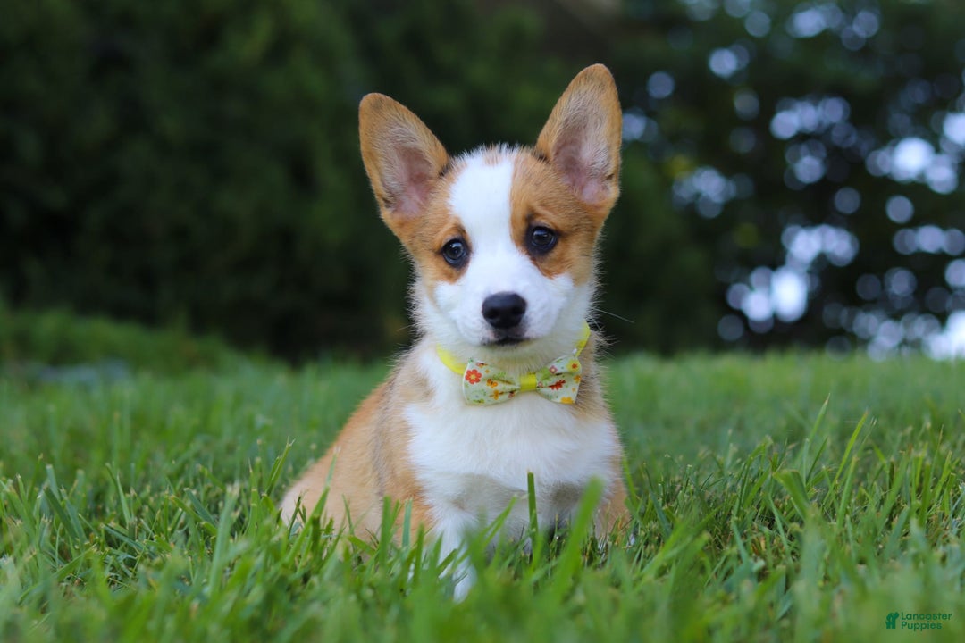 Welsh Corgi Pembroke dogs for sale: Loki - Image 5