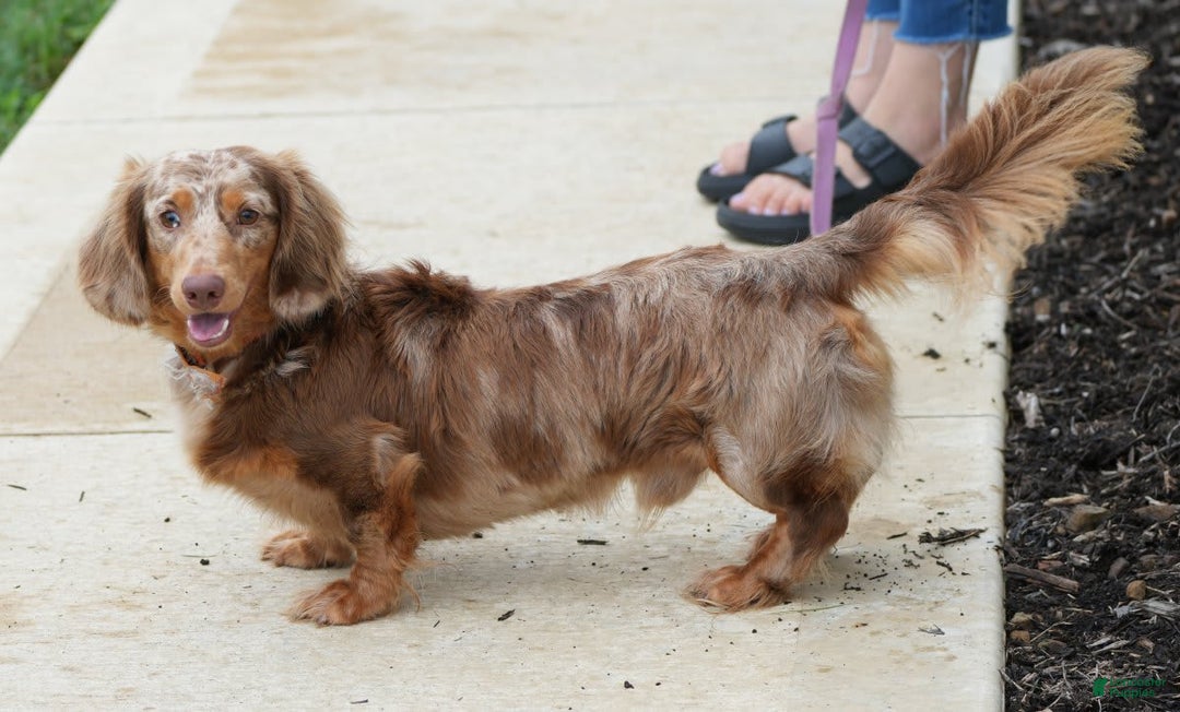 Miniature Dachshund dogs for sale: Spot - Image 7