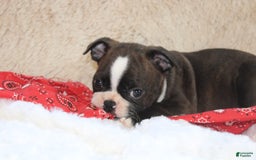Boston Terrier dogs for sale: Dexter - Image 1