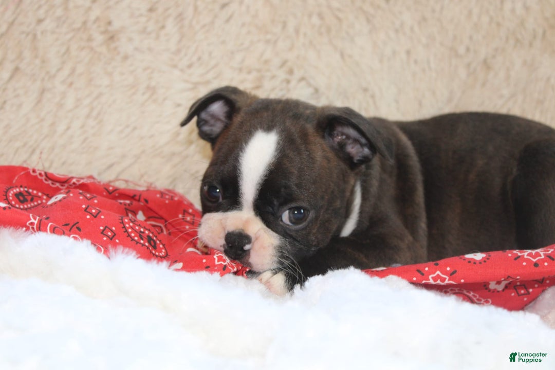 Boston Terrier dogs for sale: Dexter - Image 1