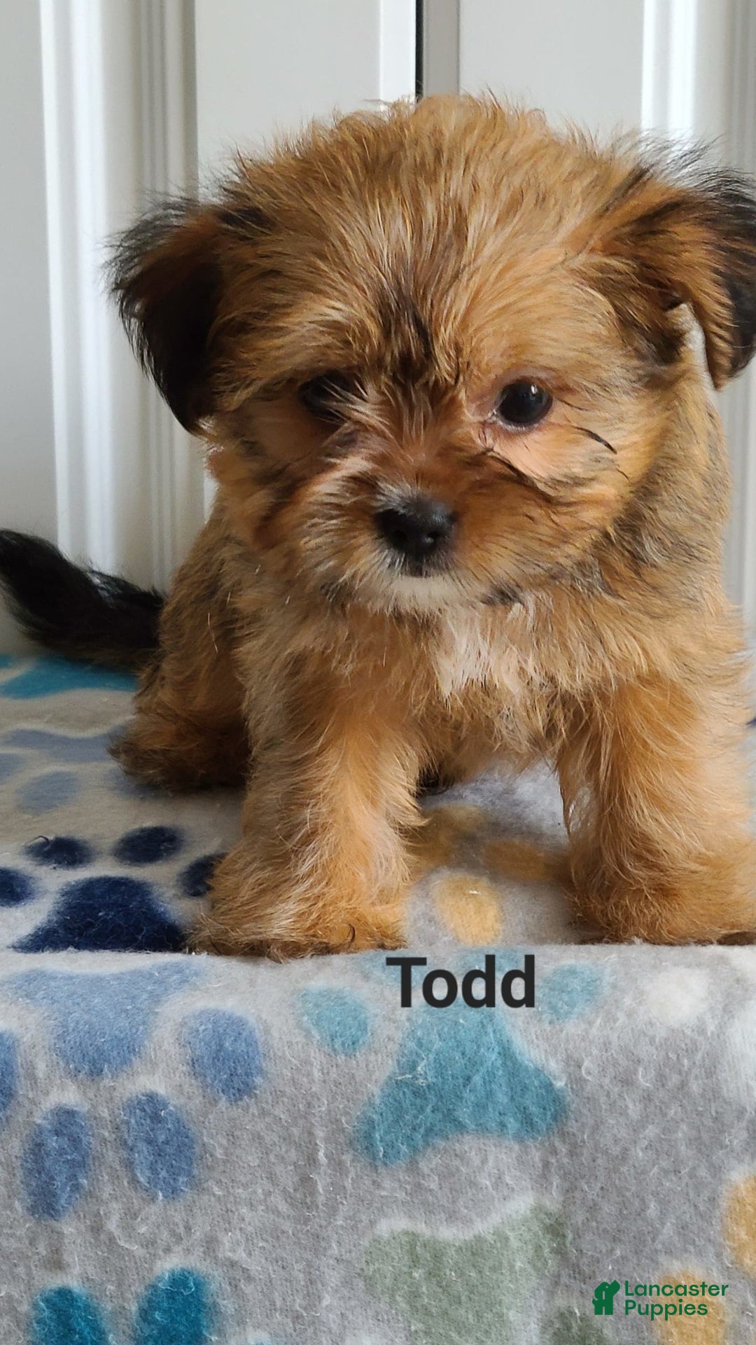 Shorkie dogs for sale: Todd - Image 5