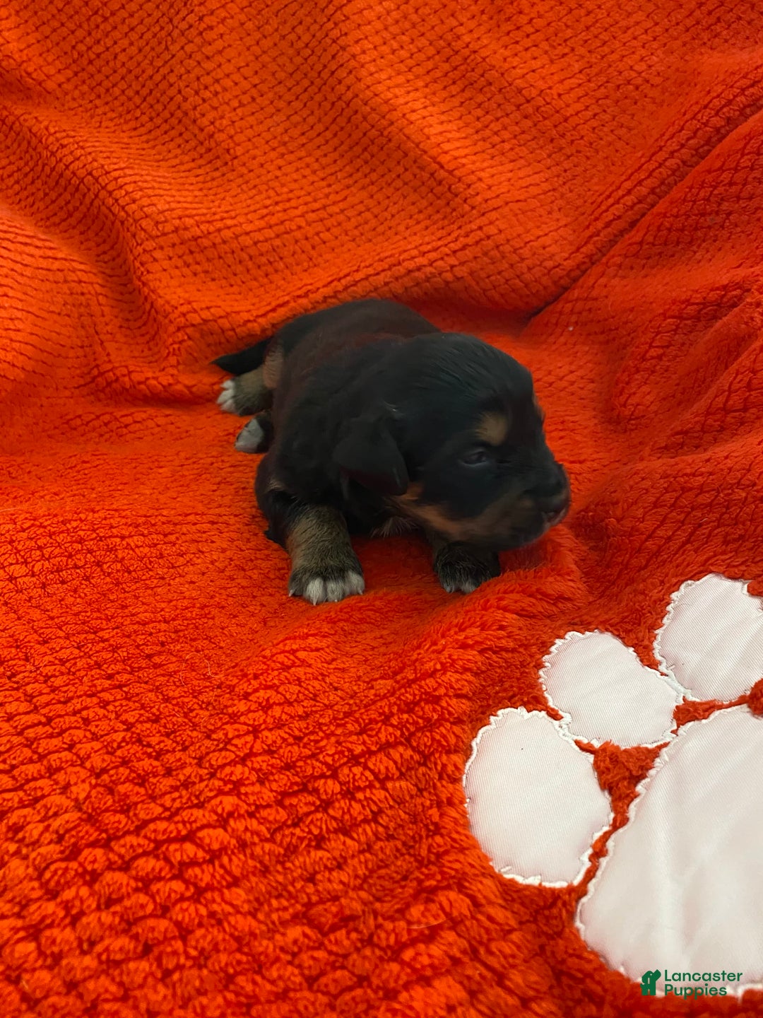 Australian Shepherd dogs for sale: Billy The Kid - Image 3