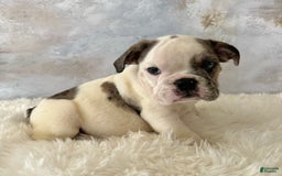 English Bulldog dogs for sale: Shanna - Image 1
