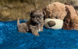 Shih Tzu dogs for sale: Tiny Jasper - Image 22