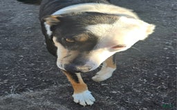 Border Collie dogs for sale: Dreami - Image 45