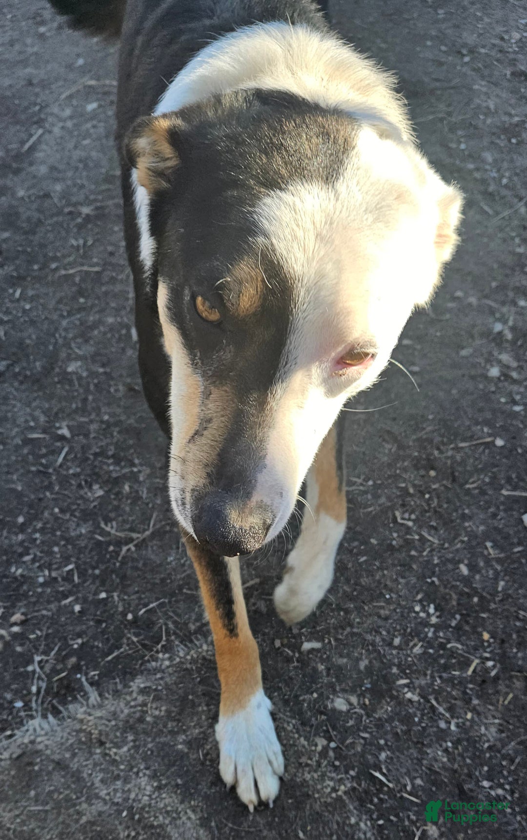 Border Collie dogs for sale: Dreami - Image 45