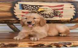 Golden Retriever dogs for sale: Mack - Image 4