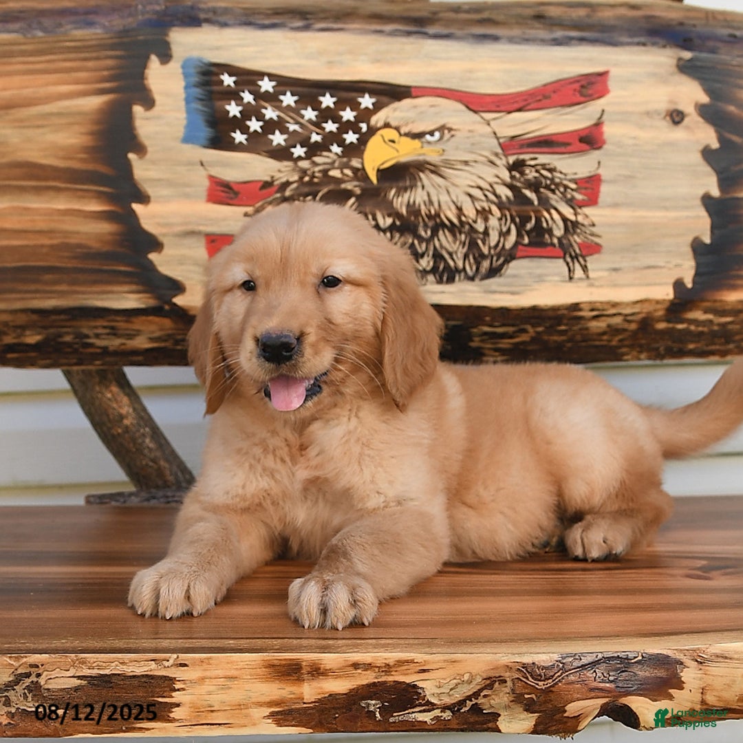Golden Retriever dogs for sale: Mack - Image 4