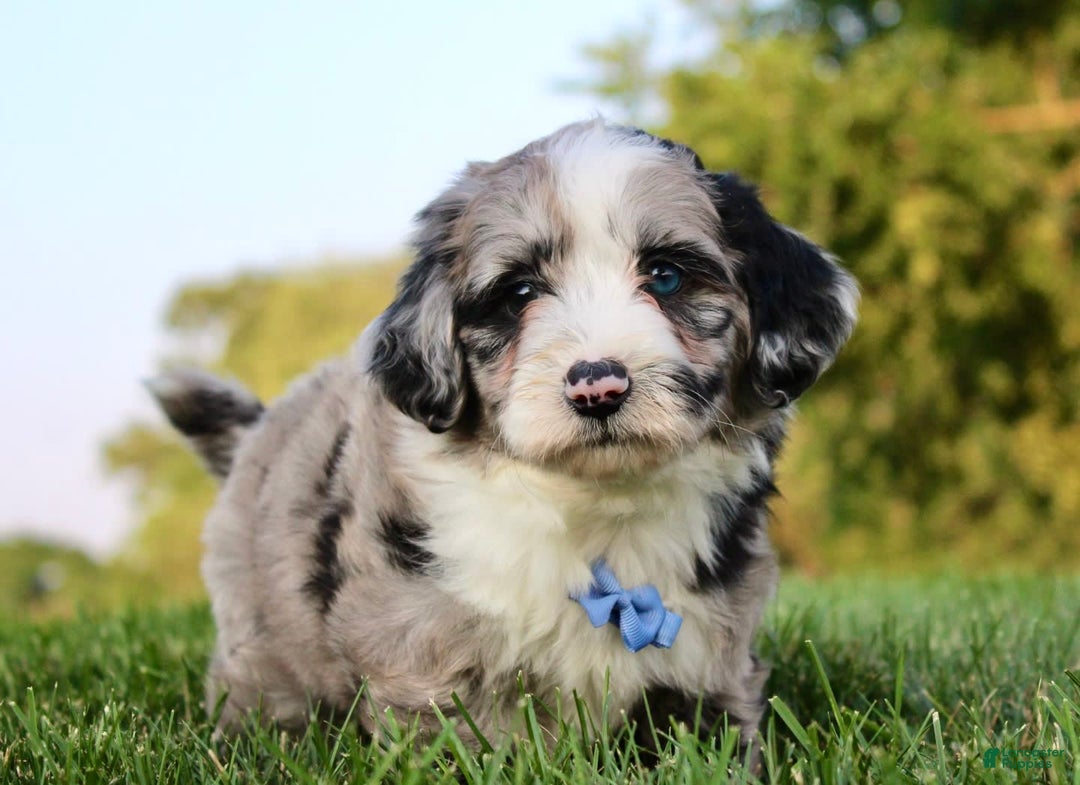 Mini Aussiedoodle dogs for sale: Wyatt - Image 3