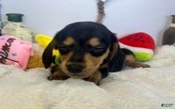 Miniature Dachshund dogs for sale: James - Image 10