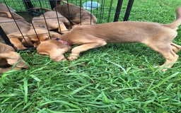 Bloodhound dogs for sale: Pink - Image 3