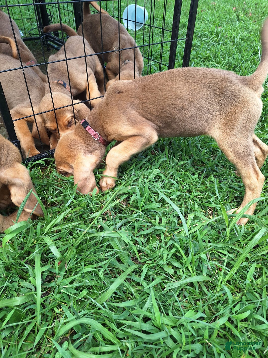 Bloodhound dogs for sale: Pink - Image 3