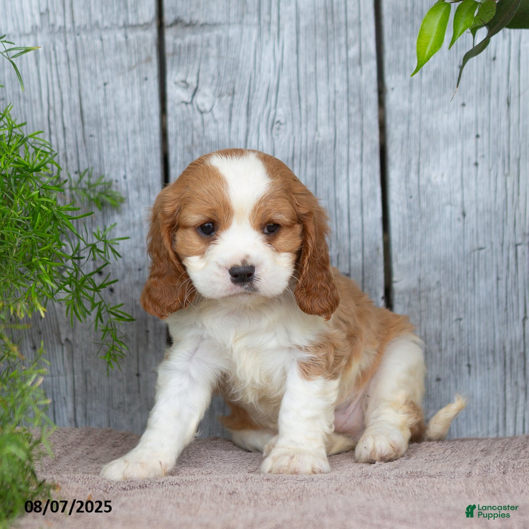 Cavalier King Charles Spaniel dogs for sale: Tyrone - Image 4