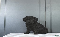 Miniature Poodle dogs for sale: Tia Extra Small - Image 10